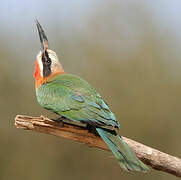 White-fronted Bee-eater