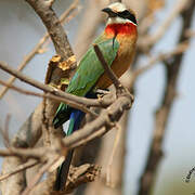 White-fronted Bee-eater