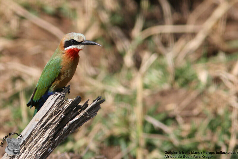 White-fronted Bee-eateradult breeding