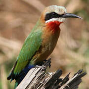 White-fronted Bee-eater