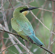 Blue-tailed Bee-eater