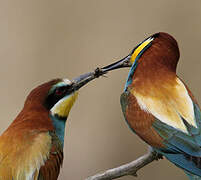 European Bee-eater