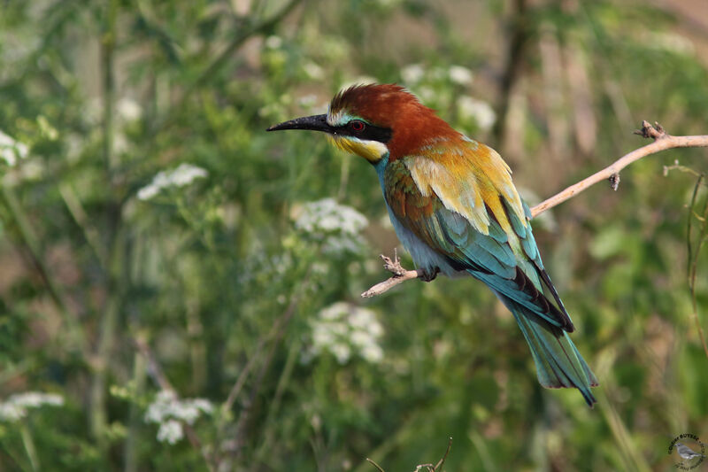 Guêpier d'Europe, identification