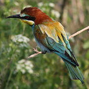 European Bee-eater