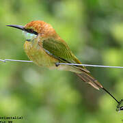 Green Bee-eater