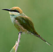 Green Bee-eater