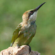 Green Bee-eater