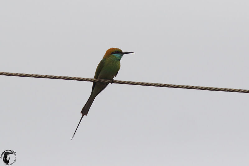 Guêpier d'Orientadulte, identification