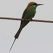 Green Bee-eater