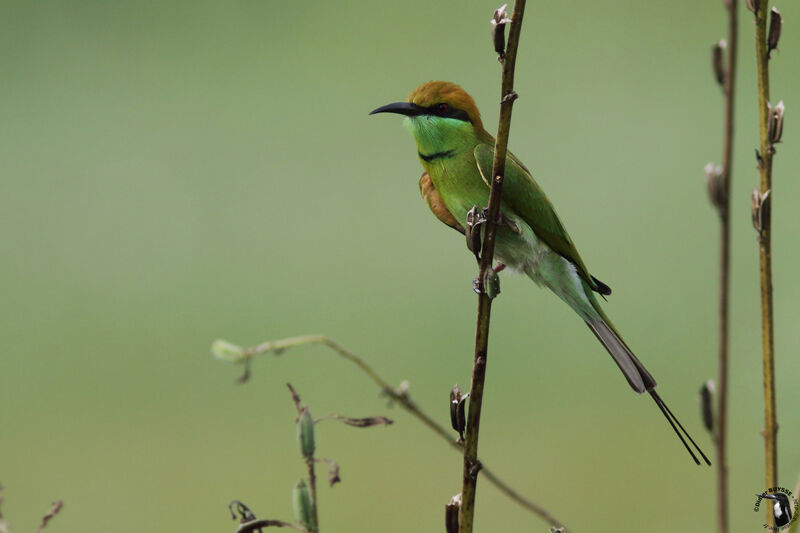 Guêpier d'Orientadulte, identification