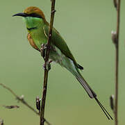 Green Bee-eater