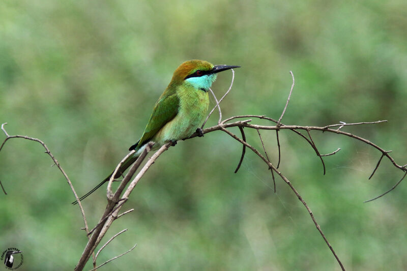 Guêpier d'Orientadulte, identification