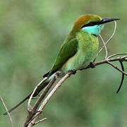 Asian Green Bee-eater