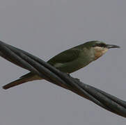 Blue-cheeked Bee-eater