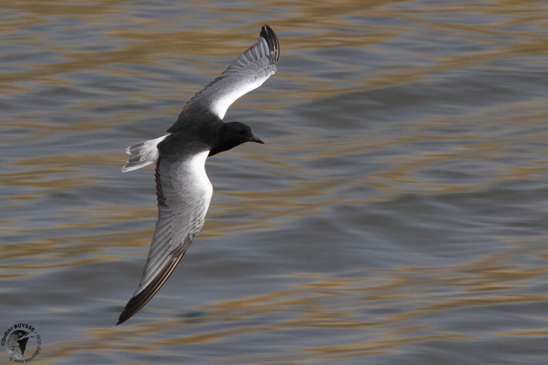 White-winged Ternadult breeding, Flight