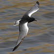 Guifette leucoptère