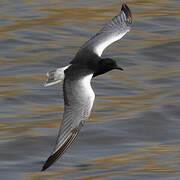 White-winged Tern