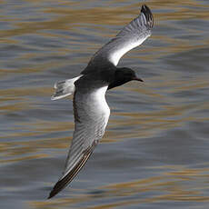 Guifette leucoptère