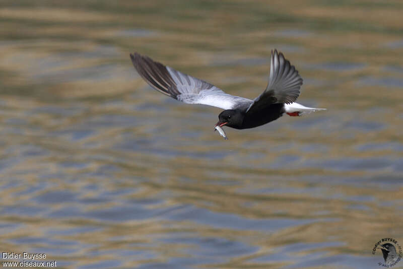 Guifette leucoptèreadulte nuptial, régime, pêche/chasse