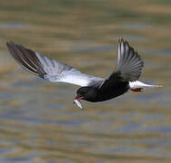 White-winged Tern