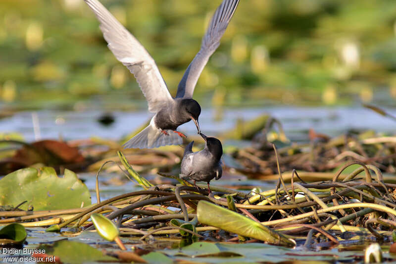 Guifette noireadulte nuptial, habitat, parade, Comportement