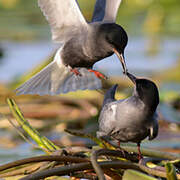 Black Tern