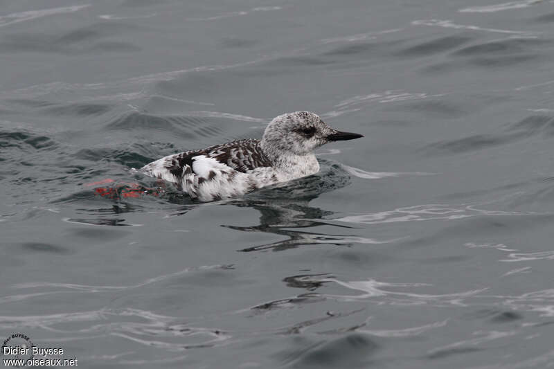 Black Guillemotadult post breeding, identification