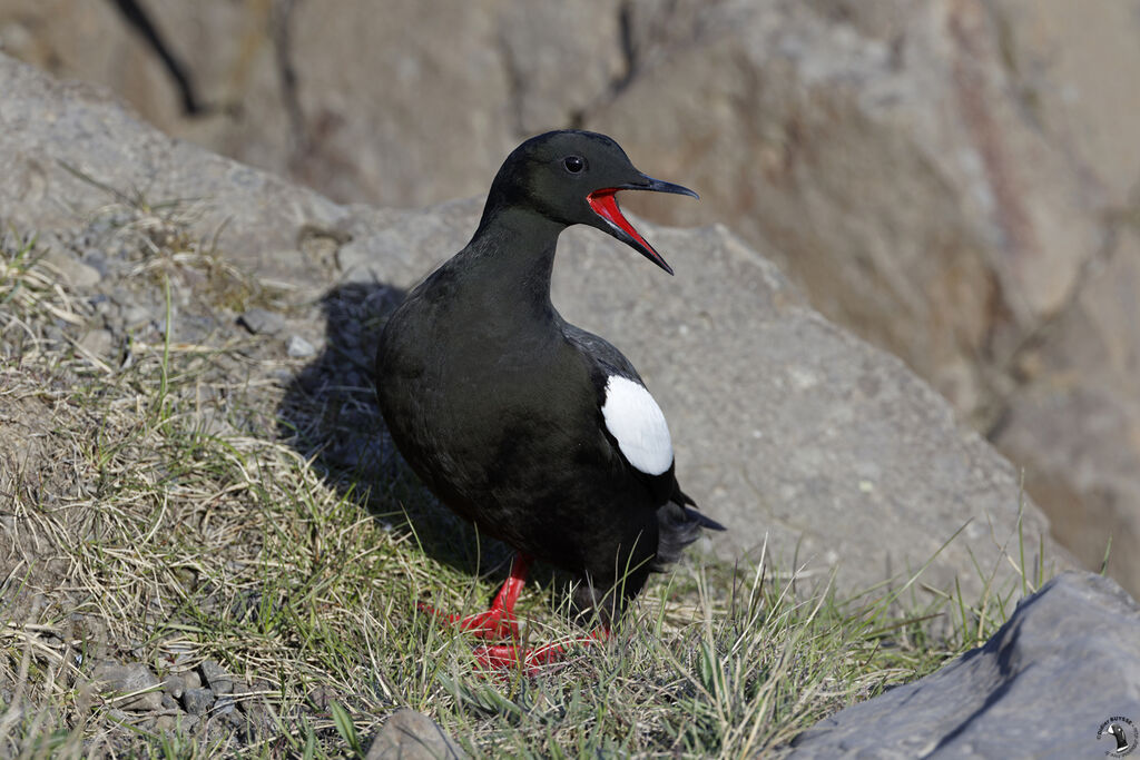 Guillemot à miroiradulte nuptial