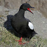 Guillemot à miroir