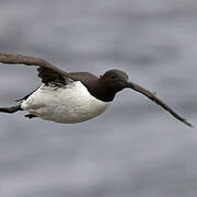 Thick-billed Murre