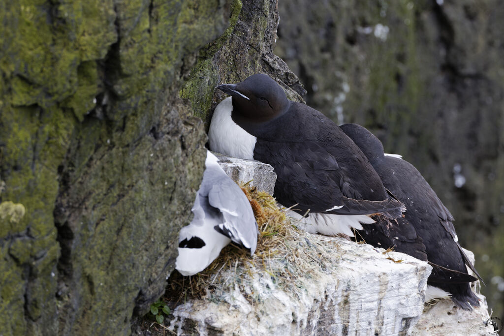 Guillemot de Brünnich