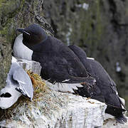 Thick-billed Murre