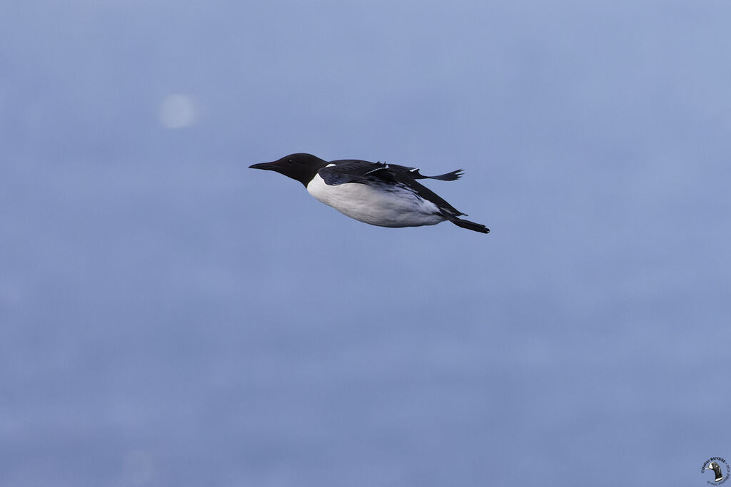 Guillemot de Troïl