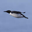 Guillemot de Troïl