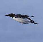 Guillemot de Troïl