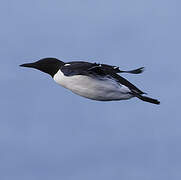 Common Murre