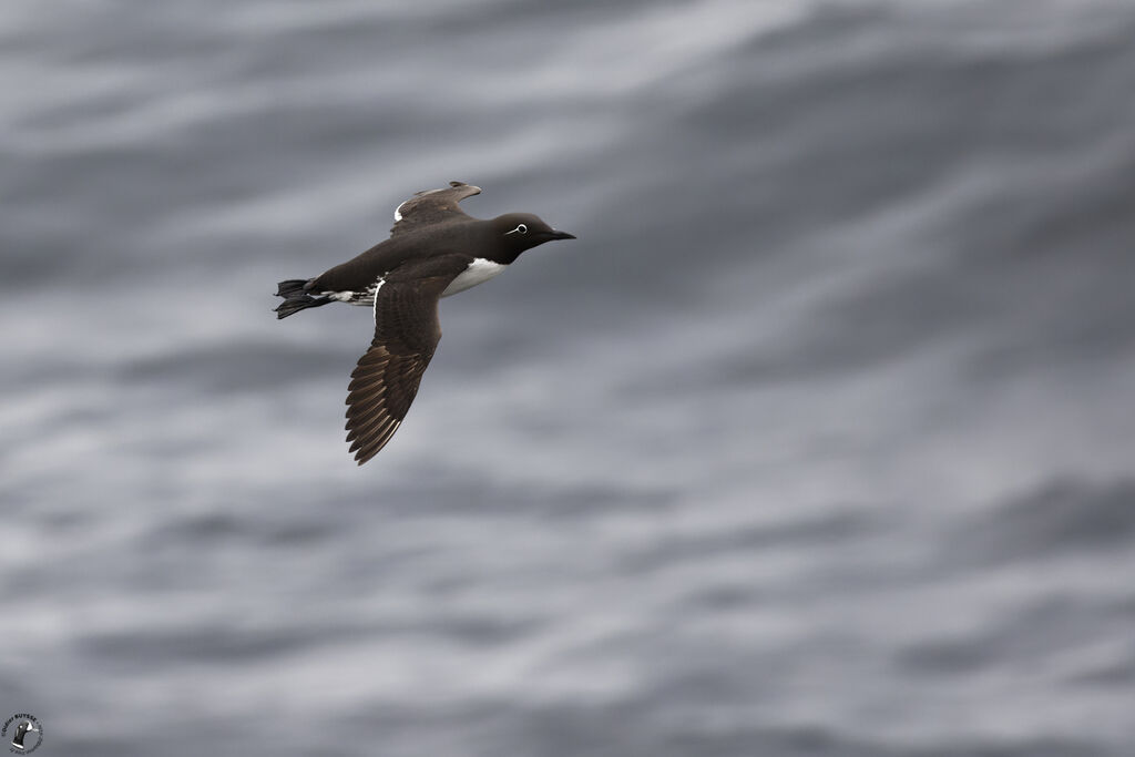 Common Murre