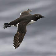 Common Murre