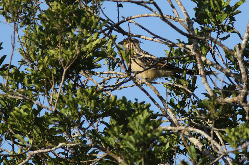 Guira Cuckooadult, identification