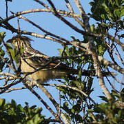 Guira Cuckoo