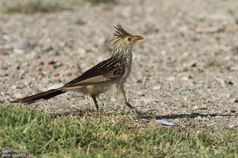 Guira cantaraadulte, identification, marche