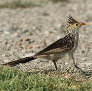 Guira Cuckoo