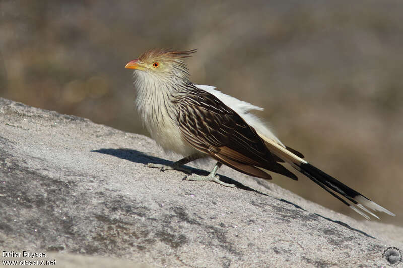 Guira cantaraadulte, identification