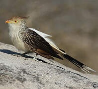 Guira Cuckoo