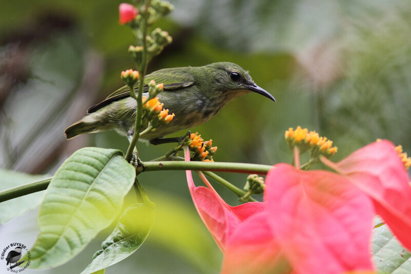 Shining Honeycreeper female adult, identification