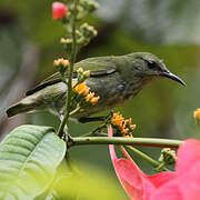 Shining Honeycreeper