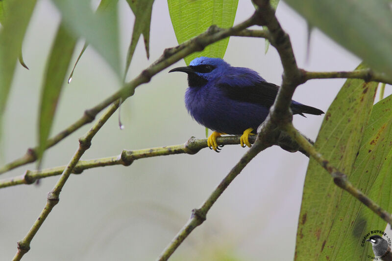 Purple Honeycreeper male adult, identification