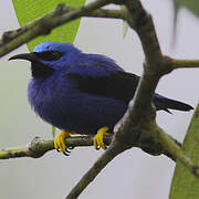 Purple Honeycreeper