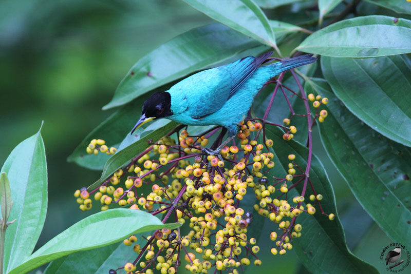 Green Honeycreeper male adult, identification, Behaviour