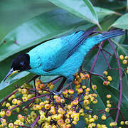 Green Honeycreeper